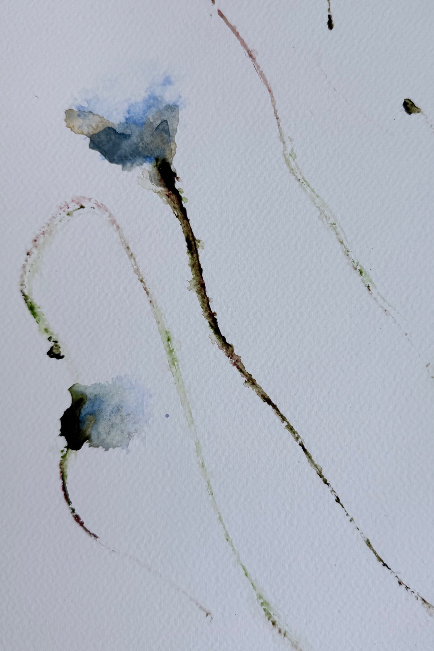 The Language of Flowers: Observation 1