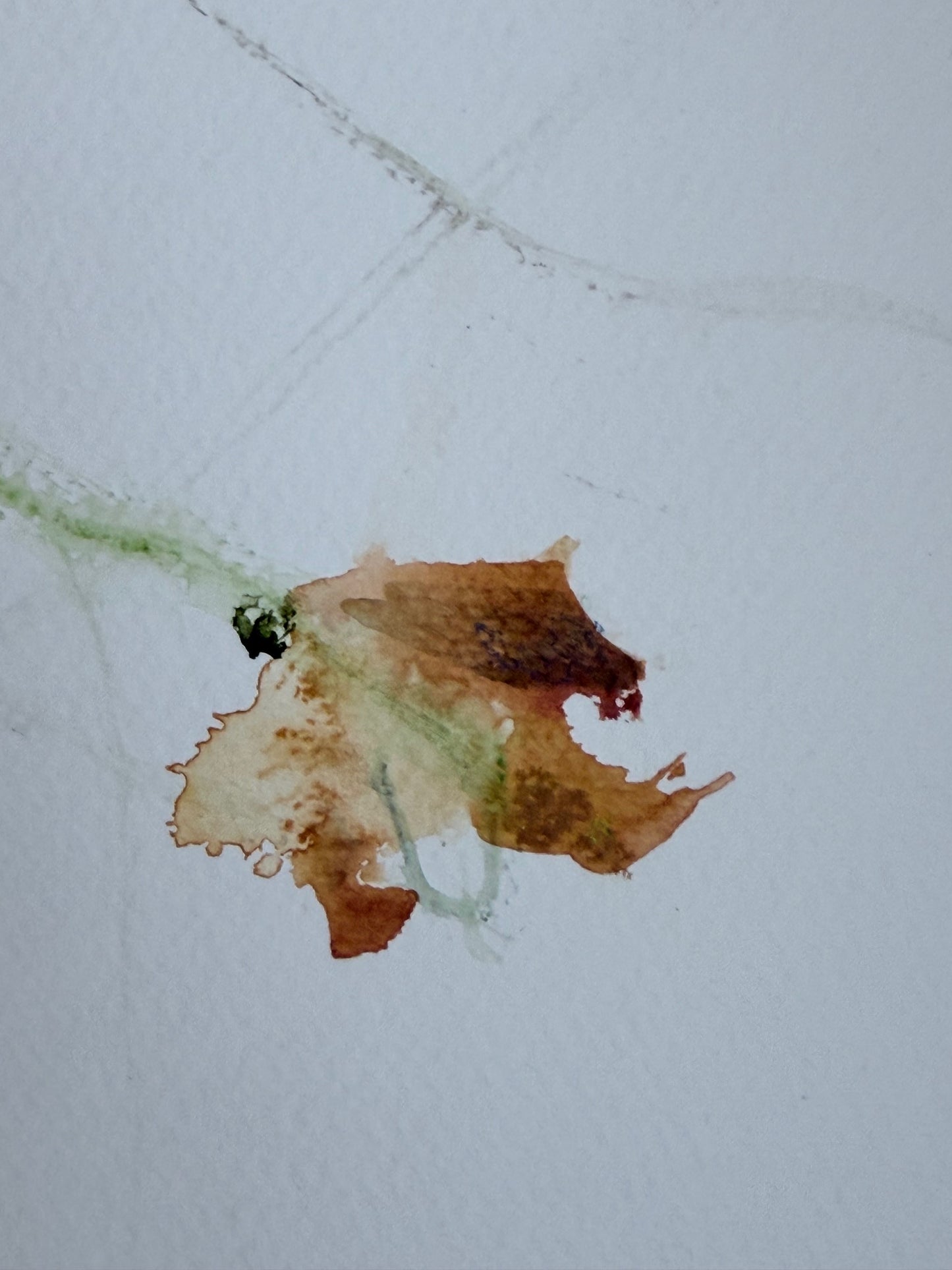 The Language of Flowers: Observation 4