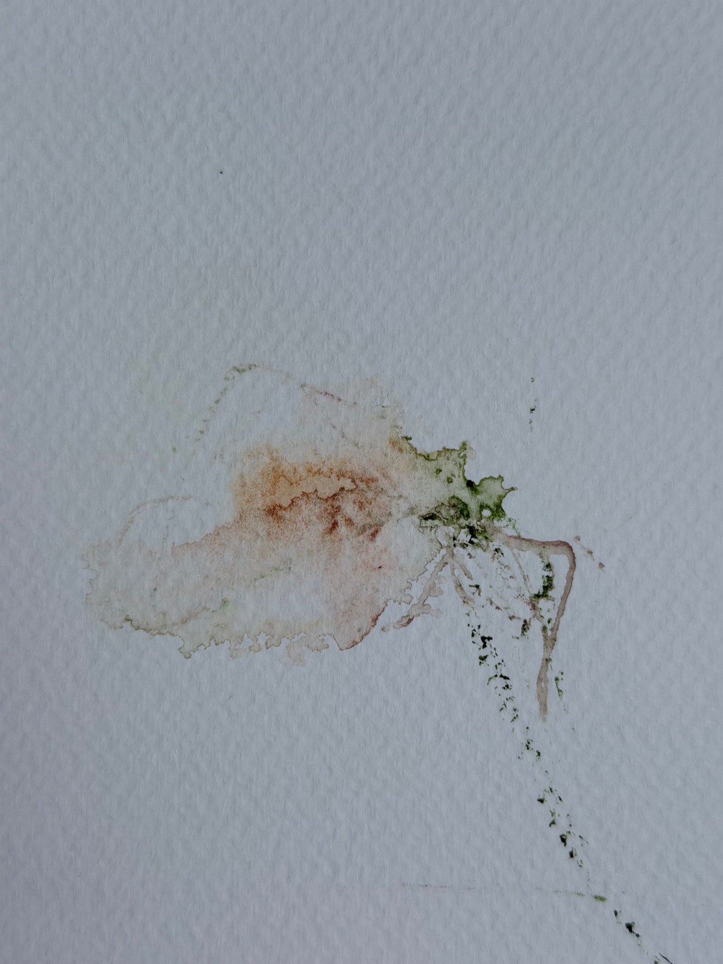 The Language of Flowers: Observation 2