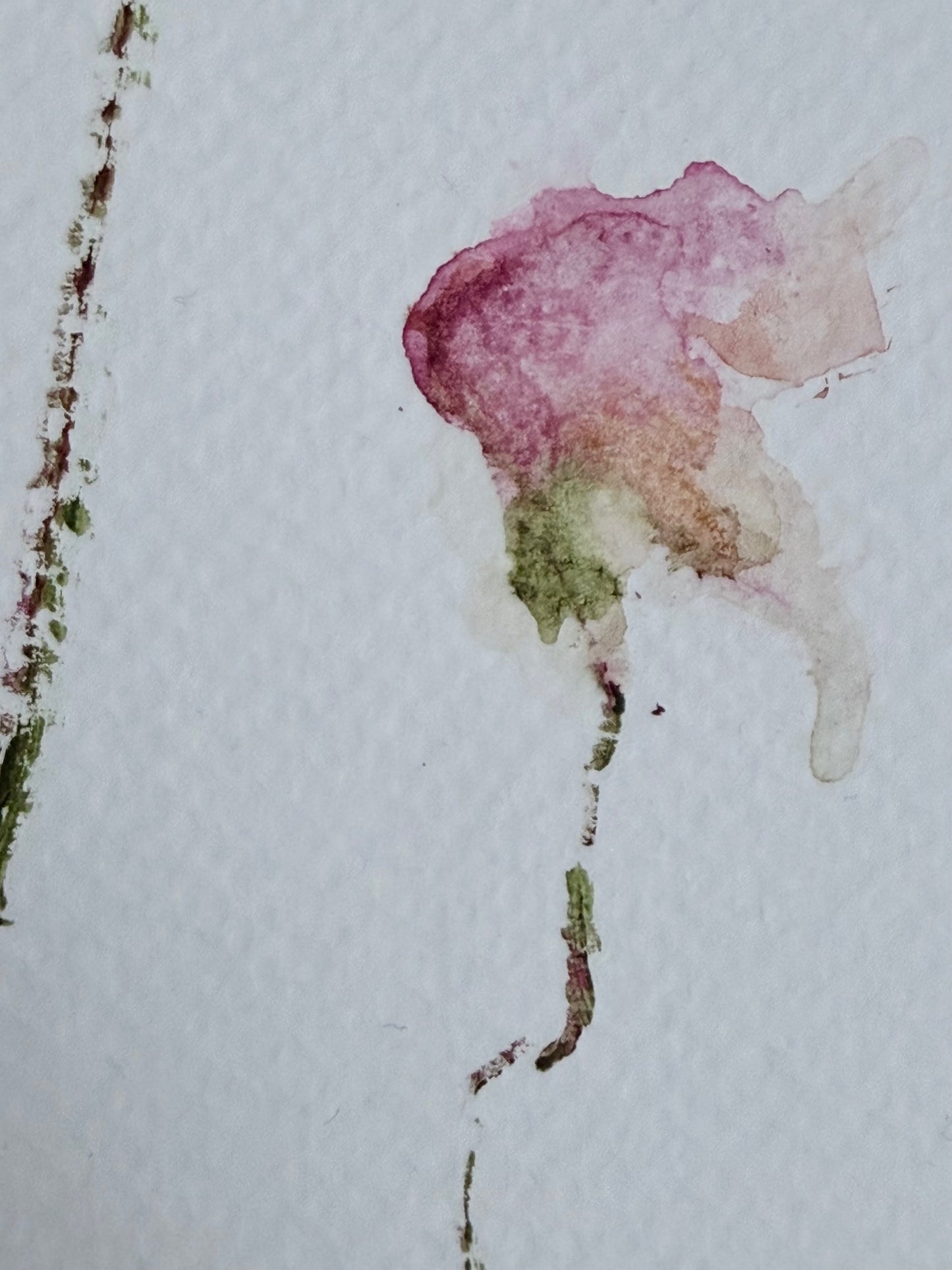 The Language of Flowers: Observation 13
