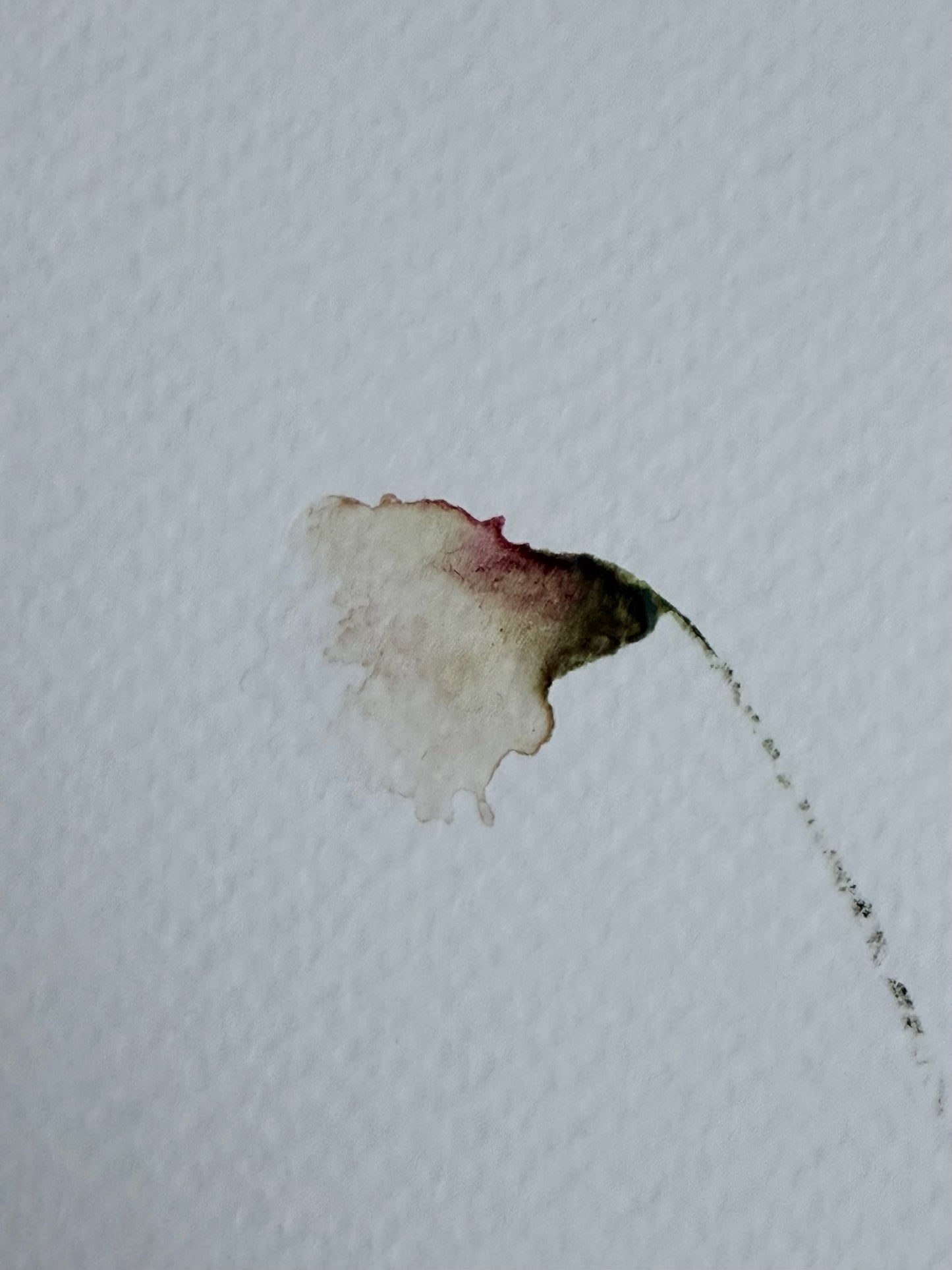 The Language of Flowers: Observation 13