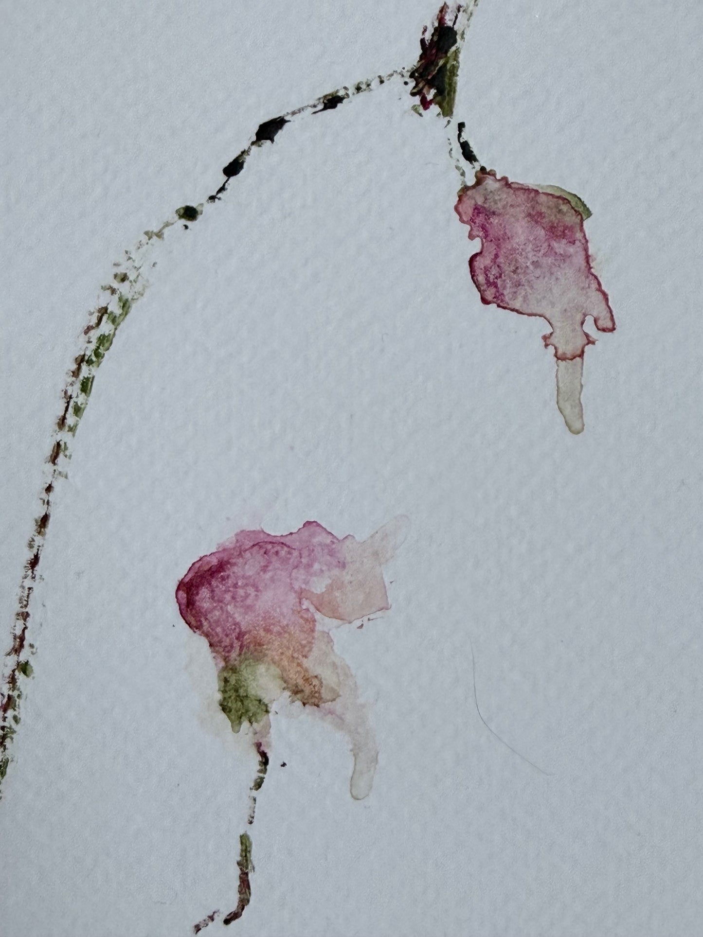 The Language of Flowers: Observation 13