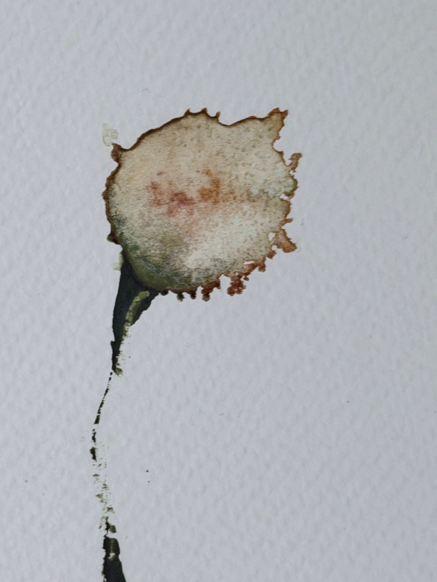 The Language of Flowers: Observation 16