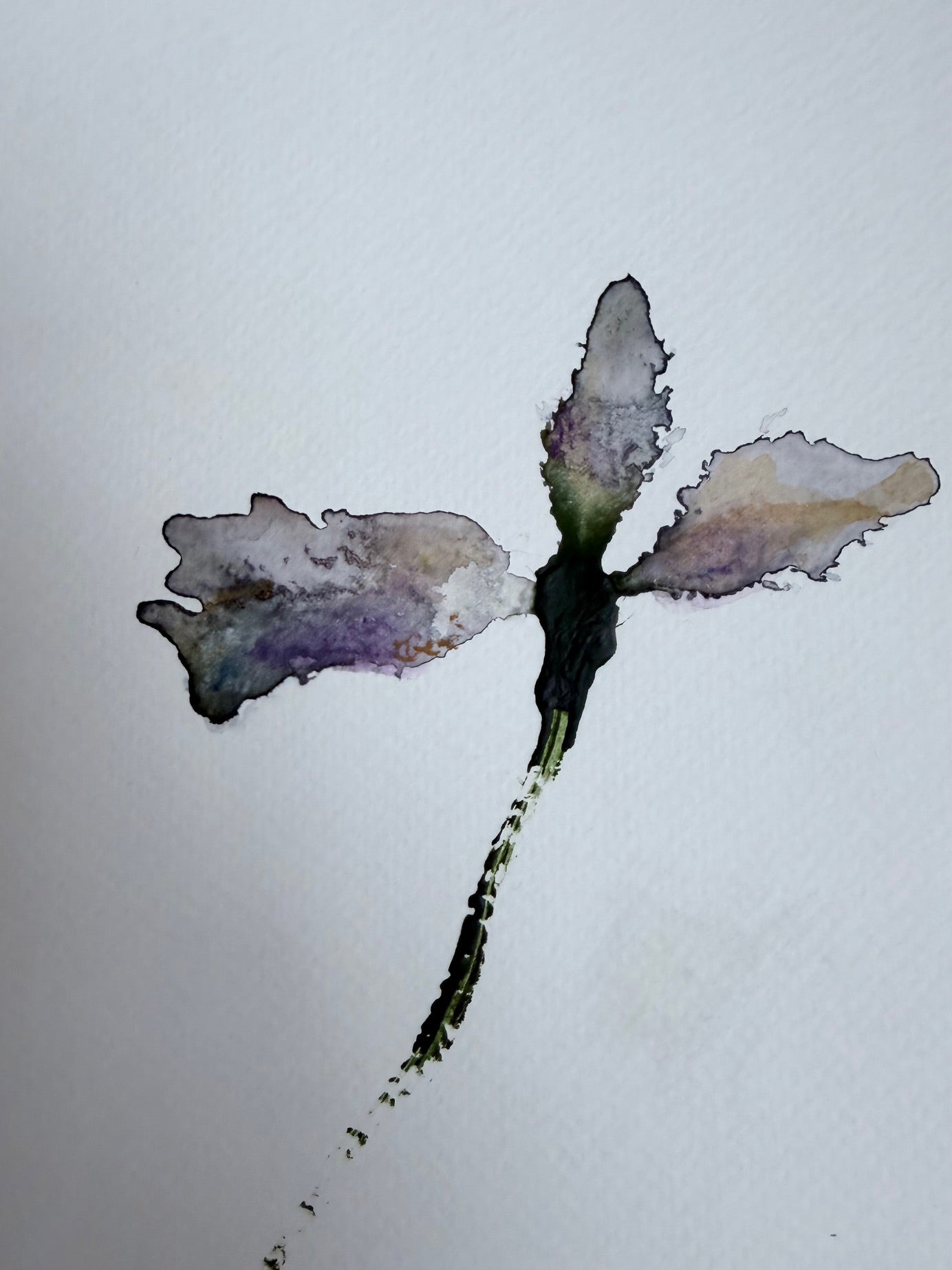 The Language of Flowers: Observation 12