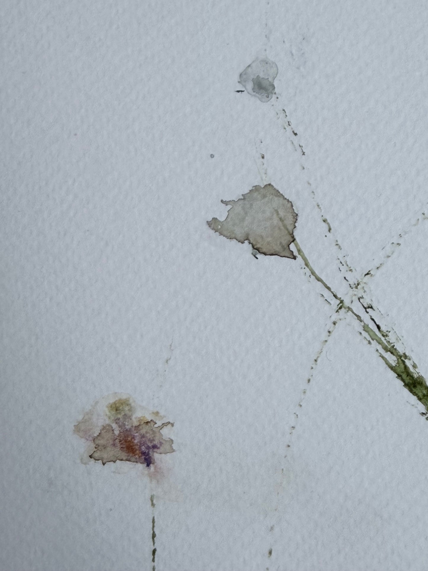 The Language of Flowers: Observation 12
